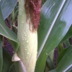 corn-rain-small
